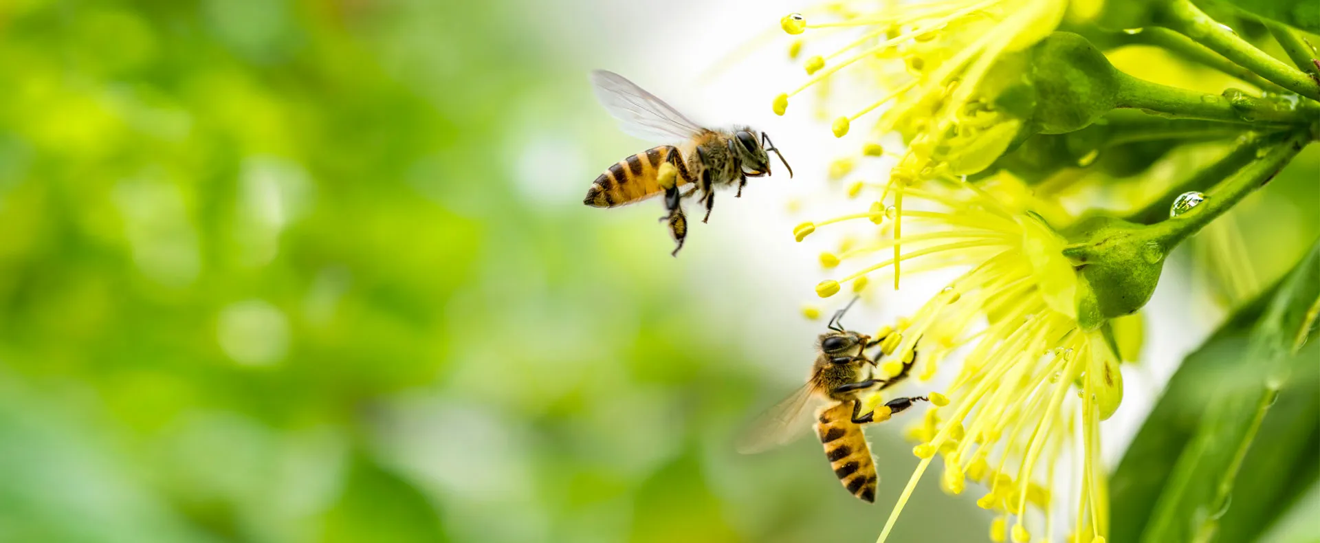 Differenza tra vespe e api 
