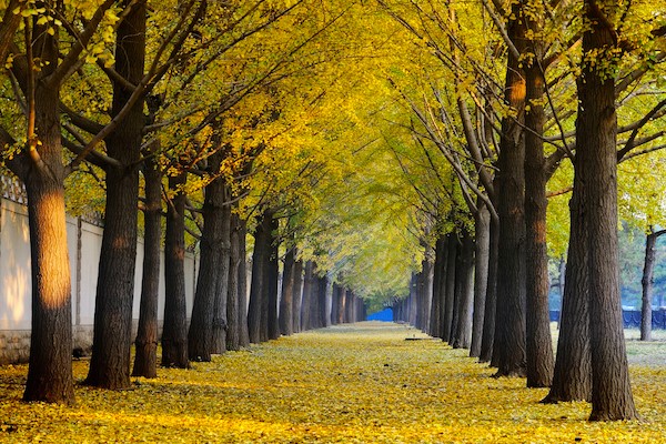 Viale di alberi ginkgo biloba a Pechino. Via pagina Facebook @chinaplusnews