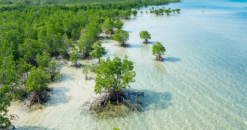 Immagine - Cos'è il Blue carbon come può aiutare a contrastare la crisi climatica