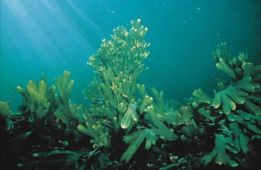alghe marine - blue carbon
